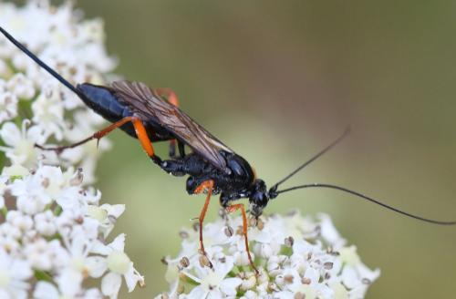 Réf. 264 943 : Buathra sp.